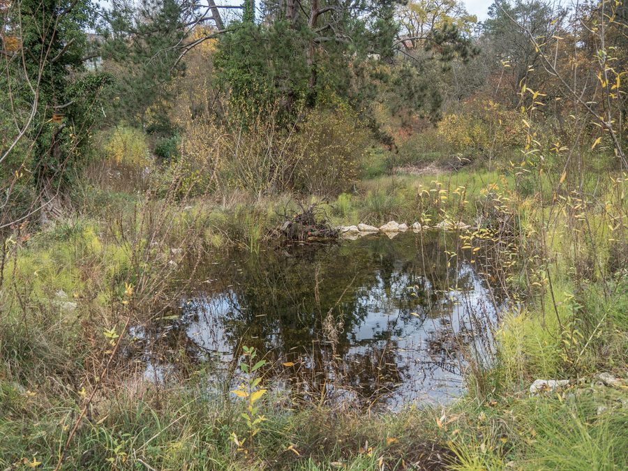 Area verde di riproduzione degli anfibi Autal a Riehen nel cantone di Basel-Stadt