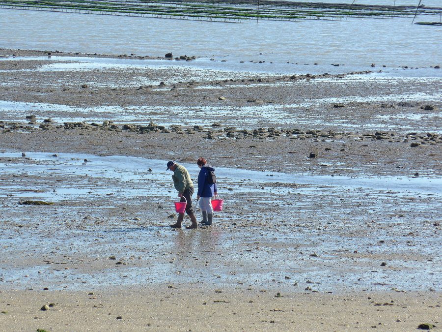 Raccoglitori di molluschi sulla spiaggia di Saint-Trojan-les-Bains sull’Île d’Oléron, con banchi di ostriche sullo sfondo