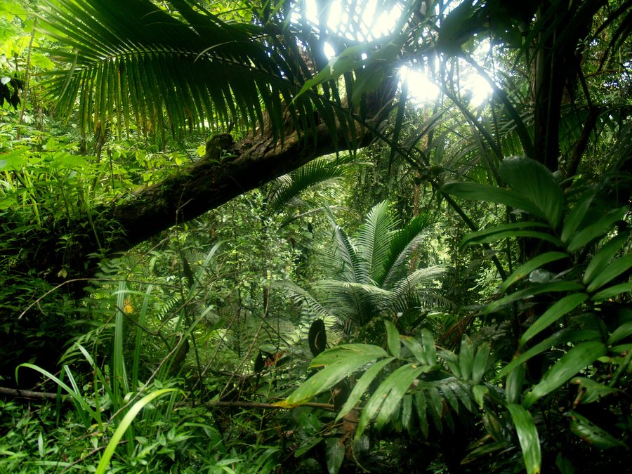 Natura boschiva a Trinidad e Tobago
