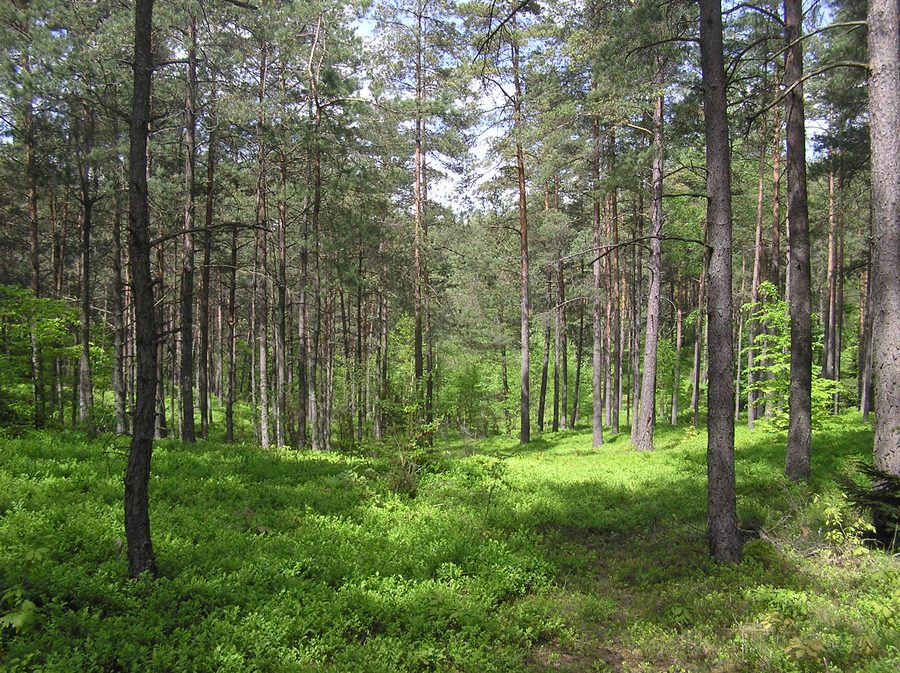 Parco paesaggistico della Kashubia a Zgorzałe