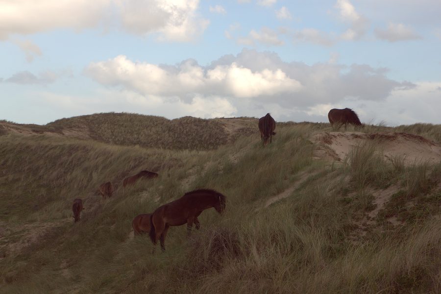 Cavalli nella riserva dunale dell’Olanda Settentrionale presso Egmond aan Zee