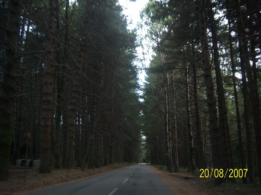Strada boscosa nelle Serre calabresi