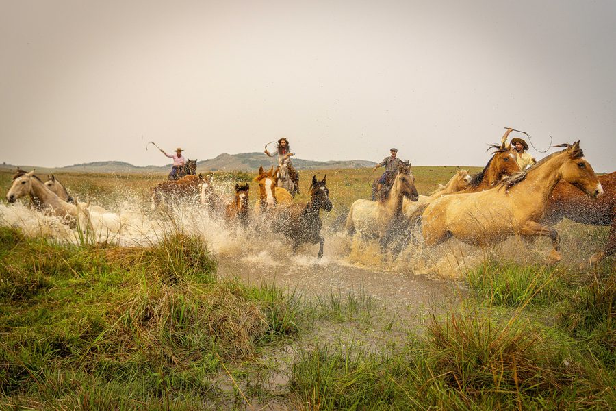 Cavalli gaucho in un paesaggio aperto del Rio Grande do Sul