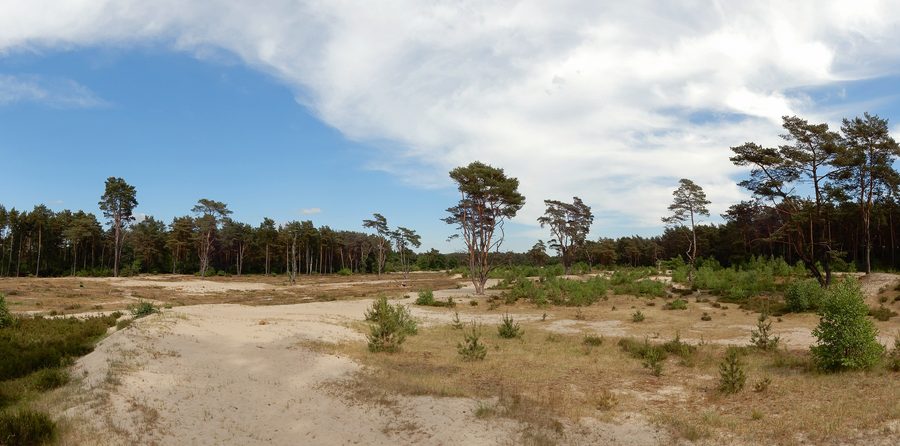 Paesaggio nelle Holmer Sandberge nel circondario di Pinneberg