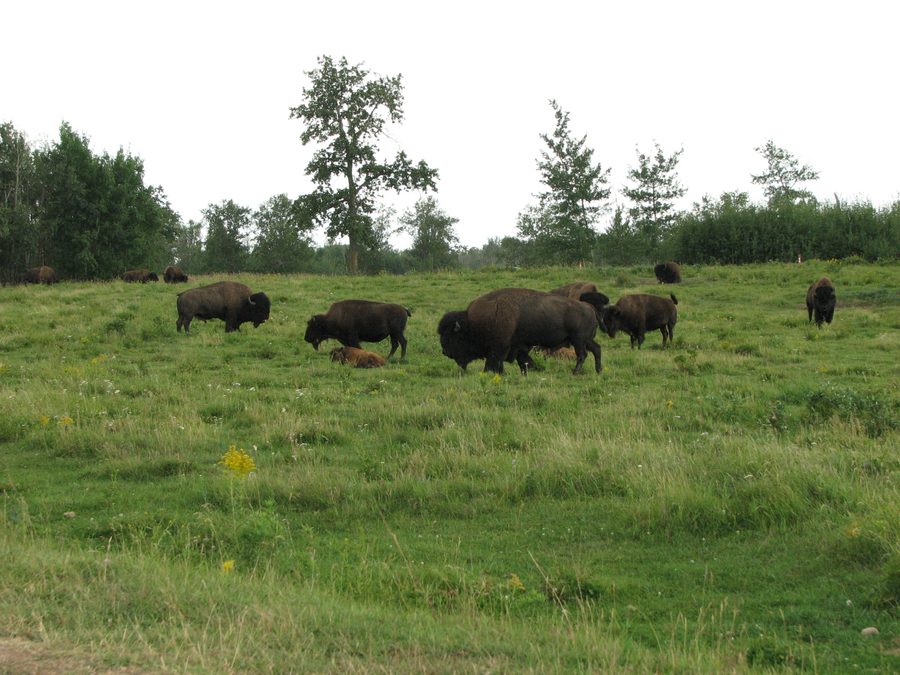 Un branco di bisonti a Elk Island National Park.