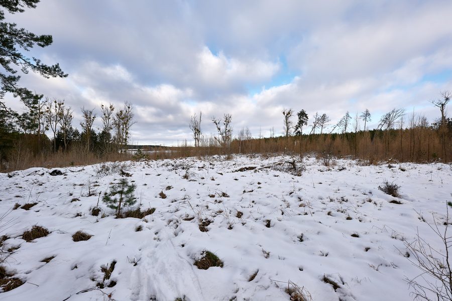 Foresta innevata presso il Wolletzsee nella Regione della Biosfera Schorfheide-Chorin