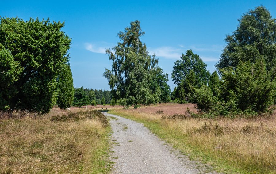 Paesaggio di brughiera al Wilseder Berg nella brughiera di Lüneburg