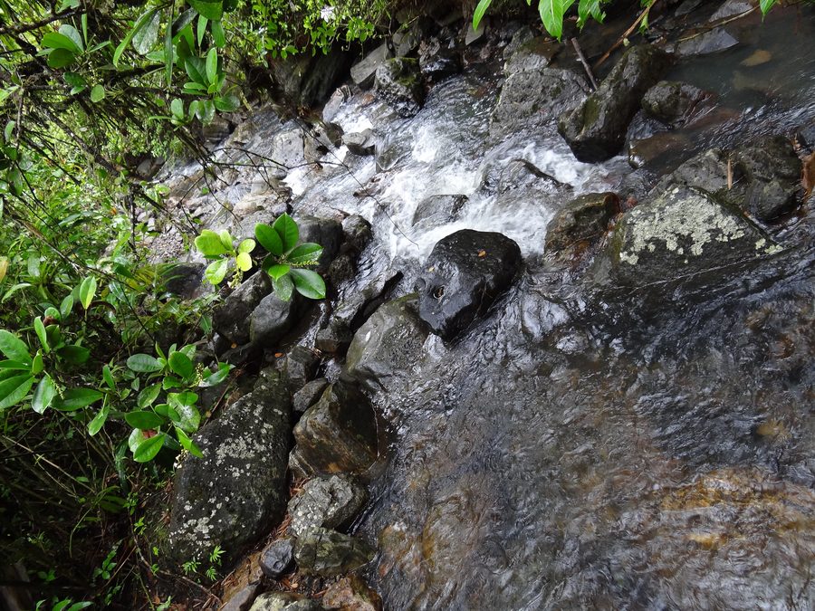 Cascata nel El Yunque National Forest a Porto Rico
