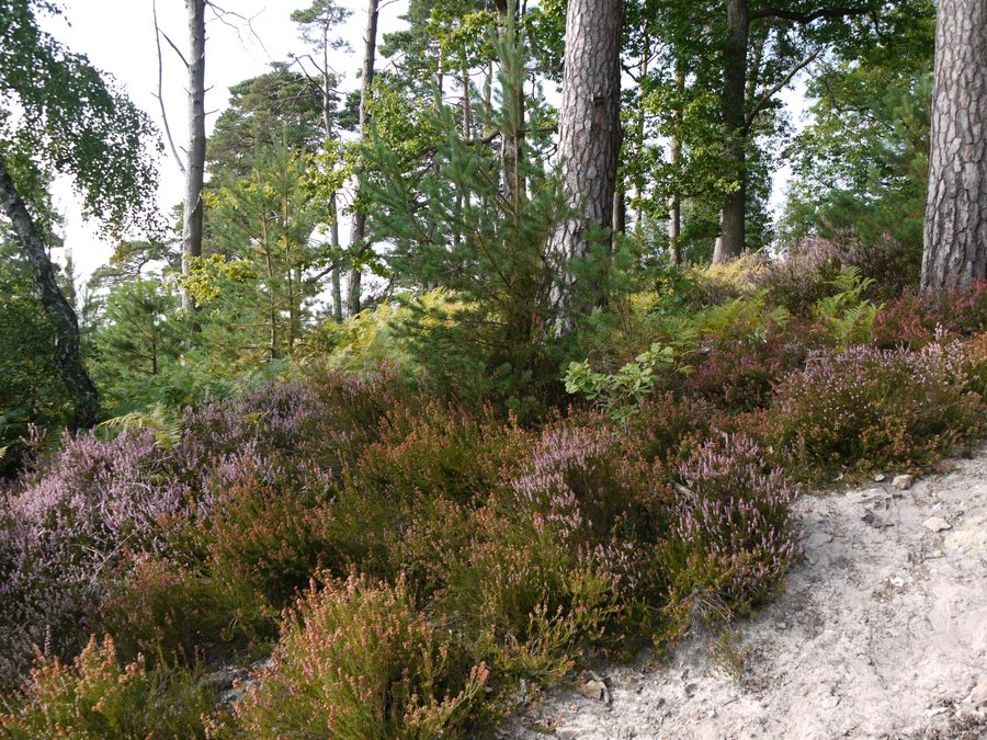 Area boschiva della Forêt de Rambouillet nella Île-de-France
