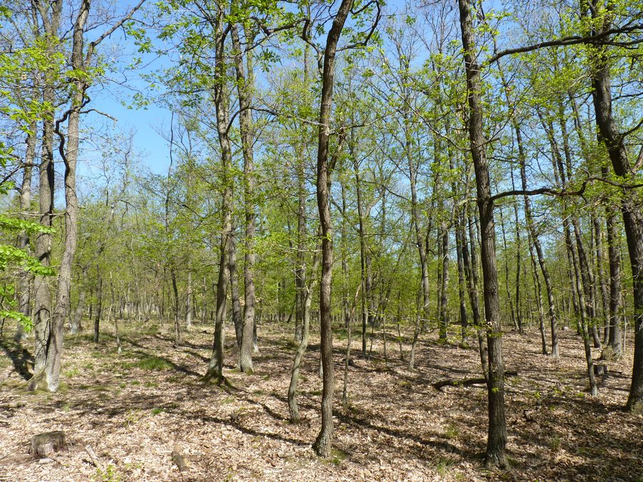 Sentiero nel Parco nazionale di Podyjí nel distretto di Znojmo