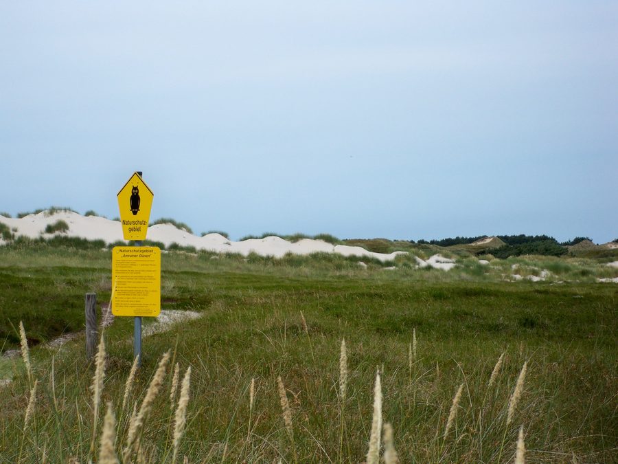Paesaggio dunale nella riserva naturale delle dune di Amrum vicino a Süddorf