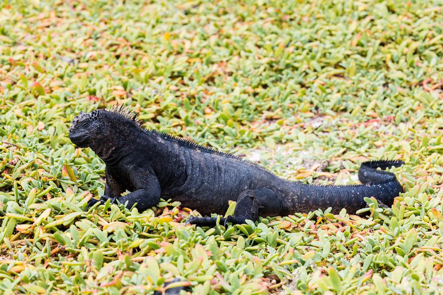 Iguana marina a Galápagos