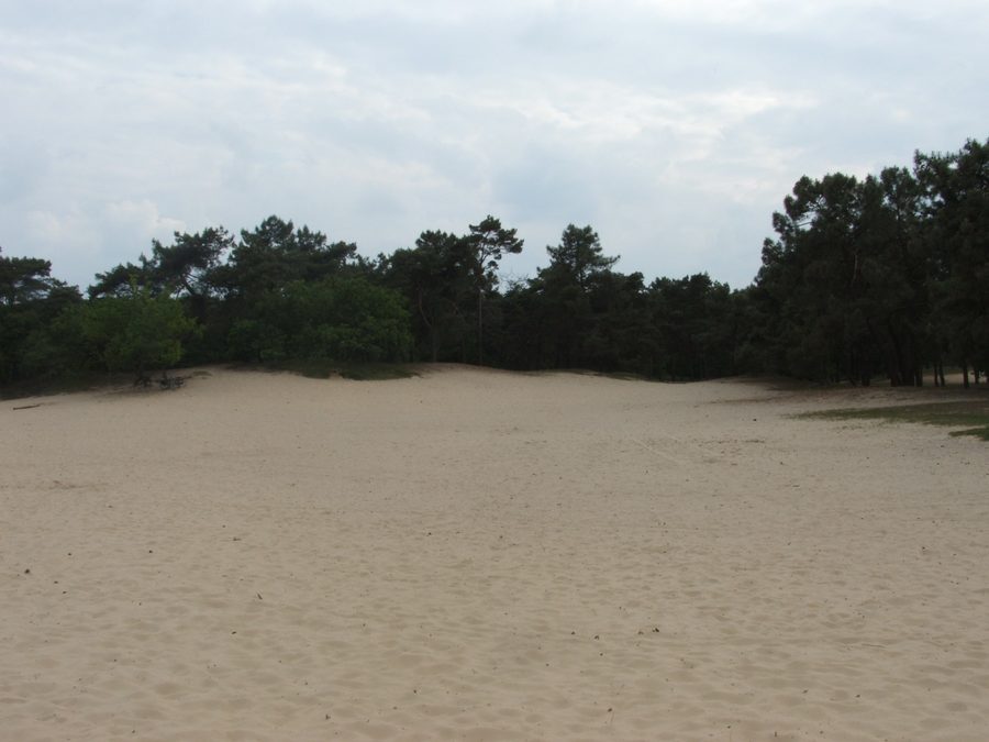 Paesaggio nel Parco nazionale Loonse en Drunense Duinen nel Noord-Brabant