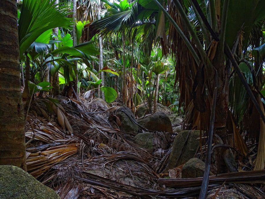 Foresta fitta nel Vallée de Mai a Praslin