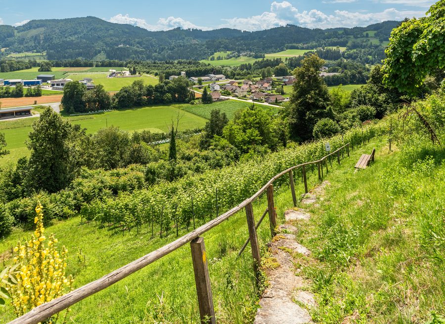 Vigneto a Friedlach nel comune di Glanegg nel distretto di Feldkirchen
