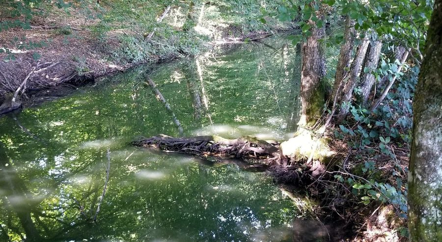 Ruisseau presso Cornée de Réchicourt nel Parc naturel régional de Lorraine vicino a Gondrexange
