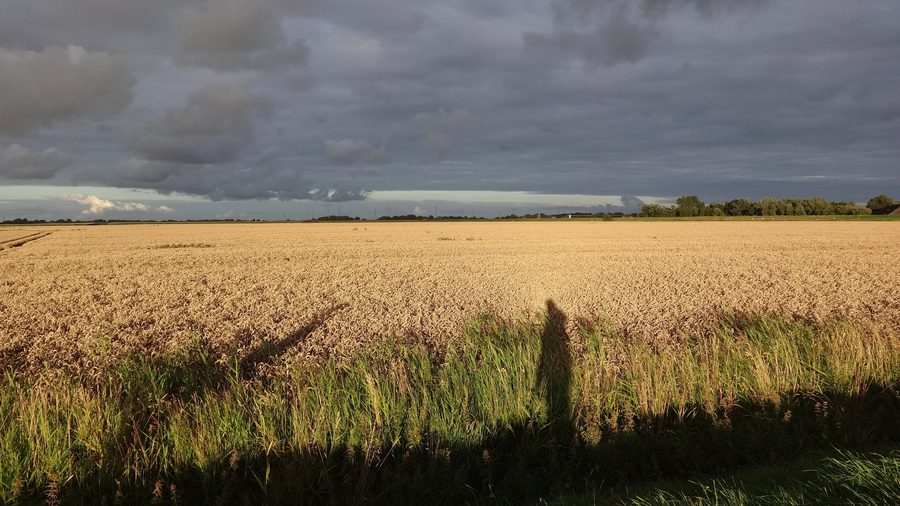 Atmosfera serale nel koog tra gli argini a Norderfriedrichskoog