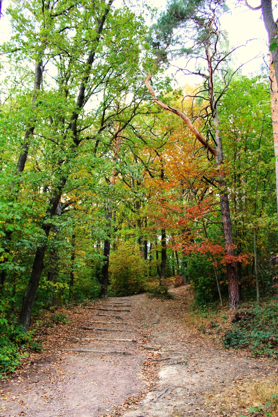 Sentiero verso il Kolkturmberg nella Dölauer Heide