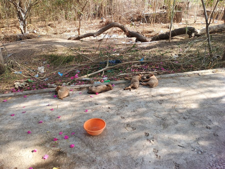 Tempio Shankar-Aashram-Nilkanth-Mahadev a Morbi, Gujarat