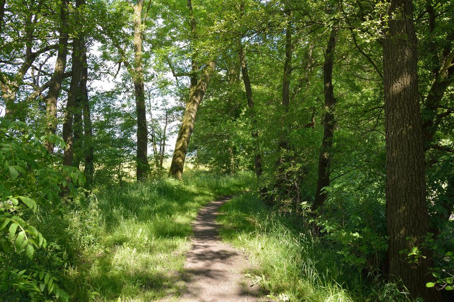 Sentiero verso una pozza di canne interrata, un monumento naturale a Neuendorf presso Elmshorn