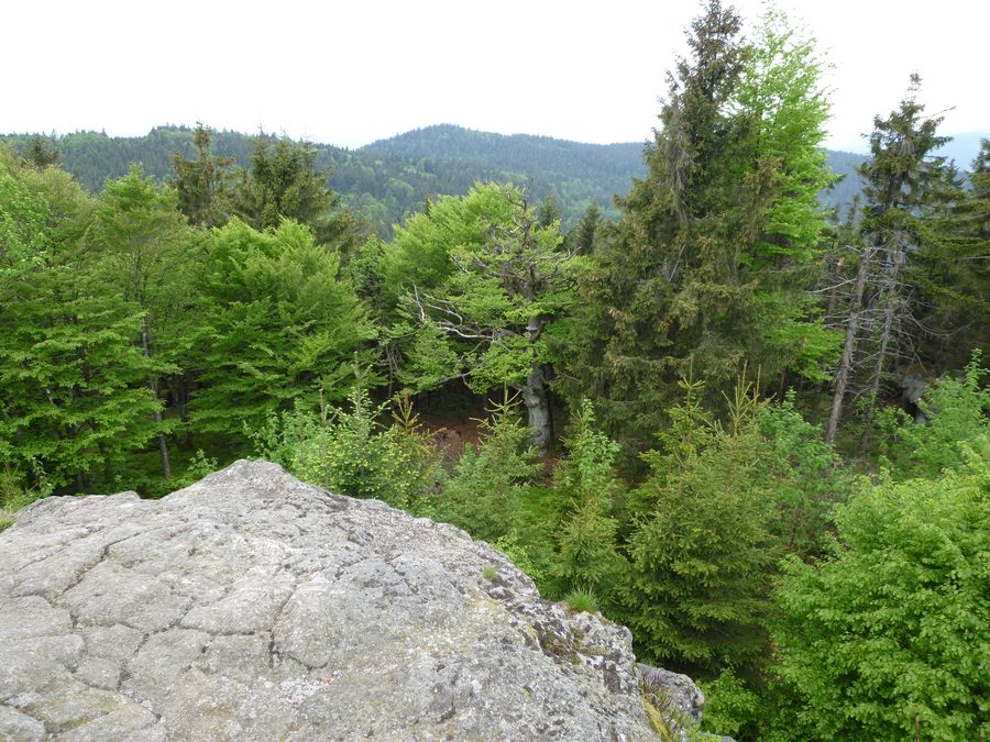 Vista dal Breitenauriegel sulla vegetazione circostante nel parco naturale della Foresta Bavarese