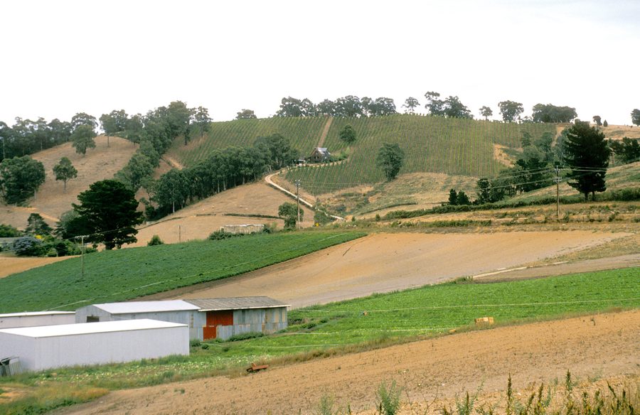 Vigneti e campagna mista nelle Adelaide Hills