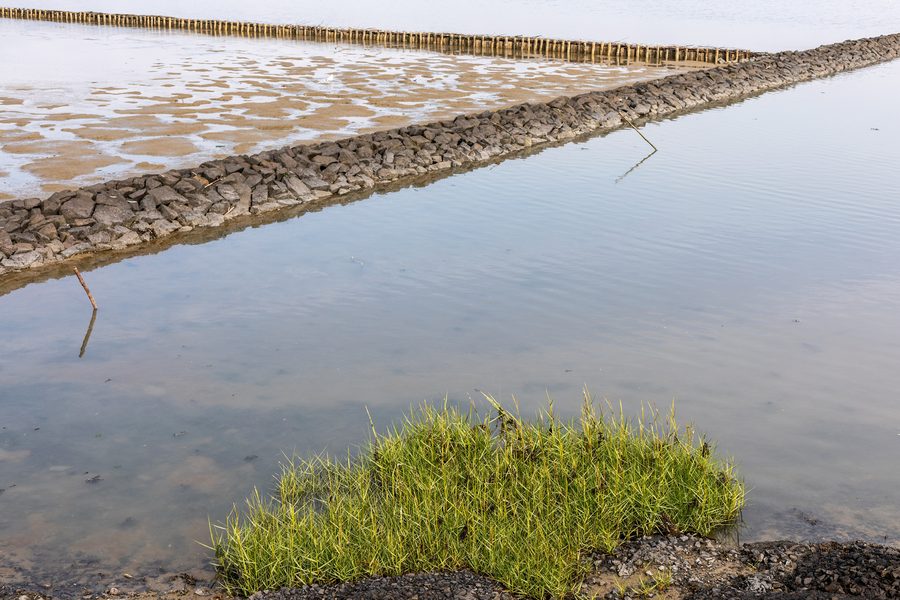 Salicornia nel Wattenmeer a est di Bensersiel