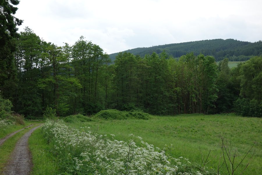 Margine orientale della riserva naturale Erlenwald a sud di Frenkhausen