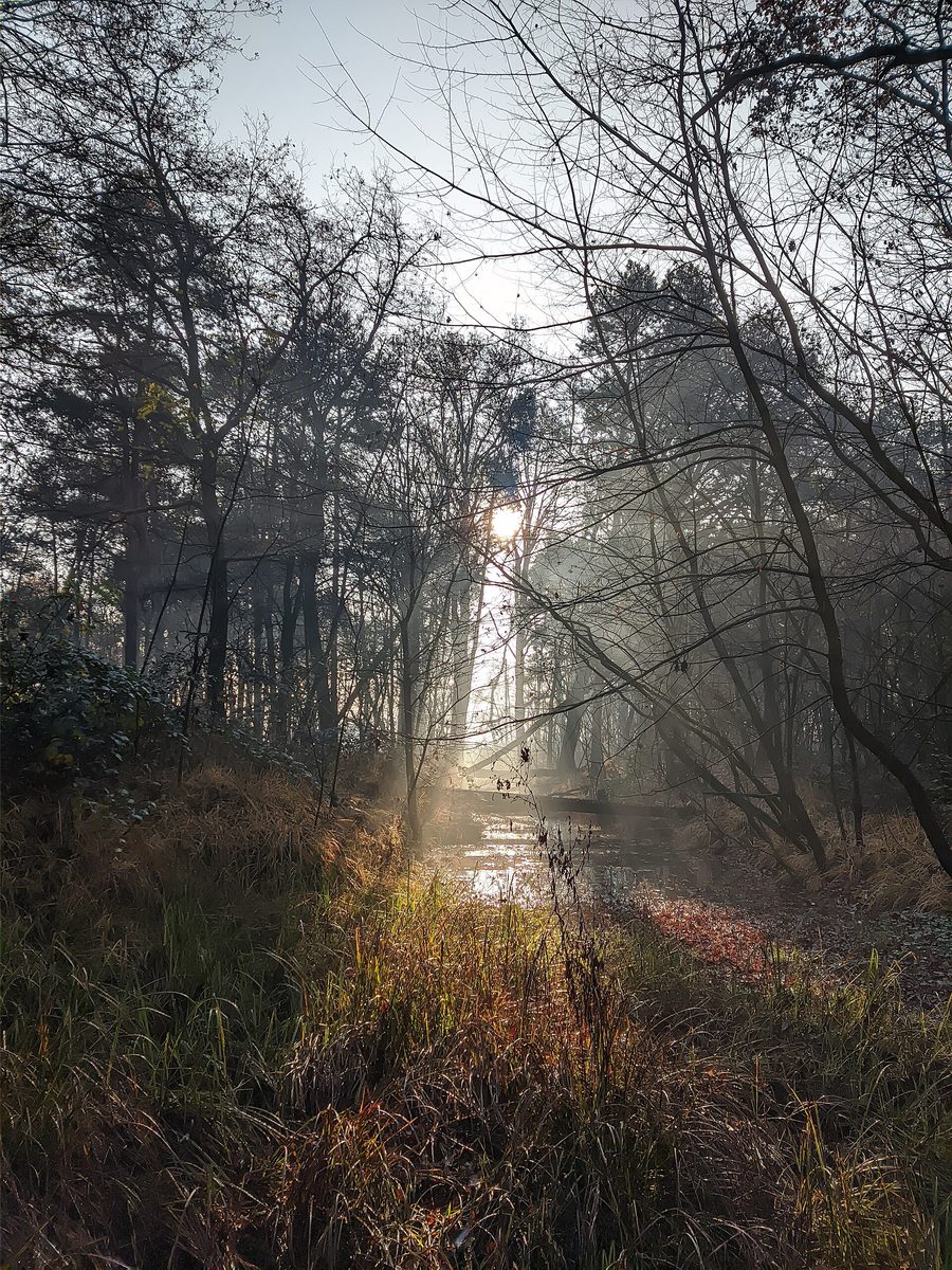 Luce del sole tra gli alberi nel Parco delle Groane