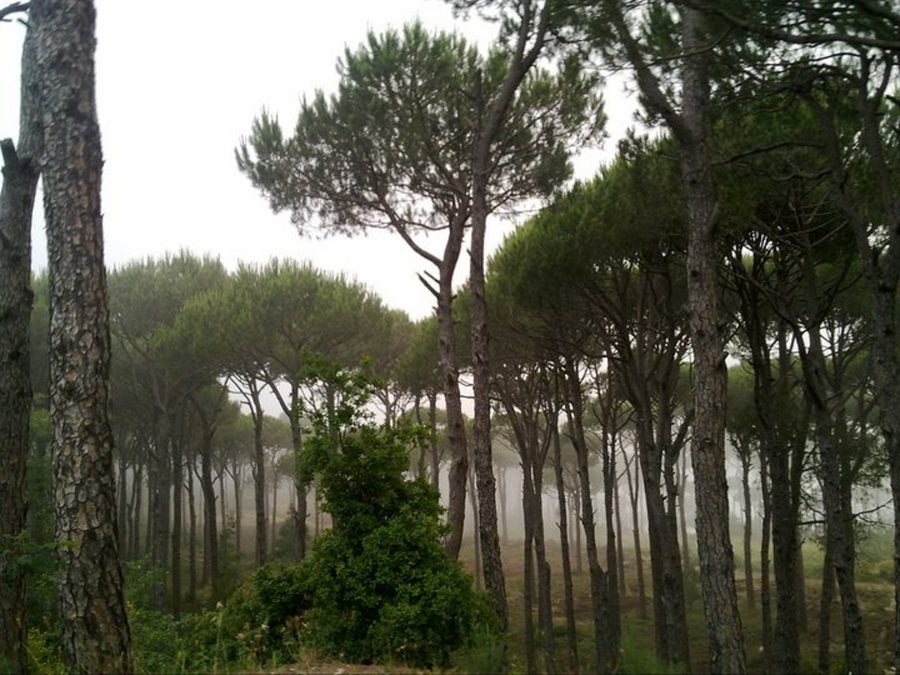 Pineto nel Monte Libano