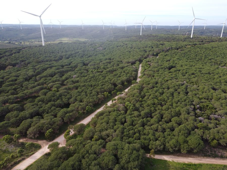 Vista aerea dell'area forestale della Mata Nacional de Barão de São João a Lagos, Algarve, Portogallo
