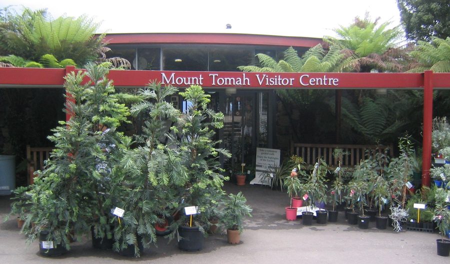 Pino Wollemi davanti al centro visitatori del giardino botanico di Mount Tomah
