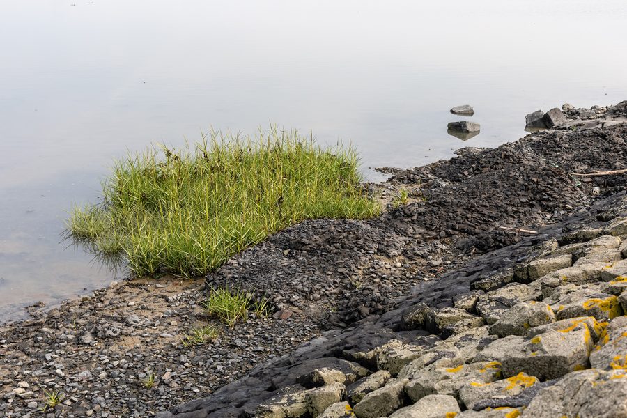 Wattenmeer a est di Bensersiel presso Esens con vegetazione di giunco marittimo
