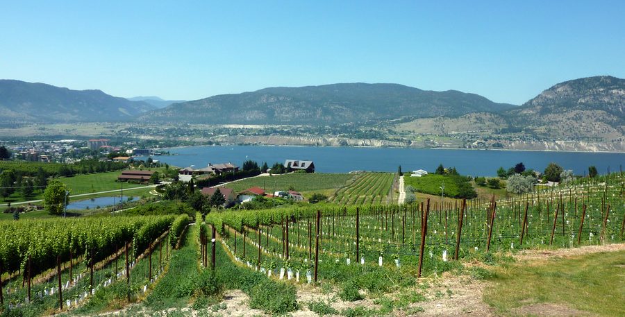 Vista sul lago Okanagan dai vigneti del Naramata Bench.