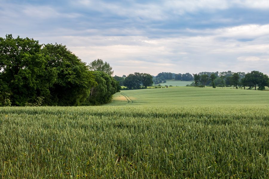 Paesaggio presso il Windebyer Noor vicino a Windeby