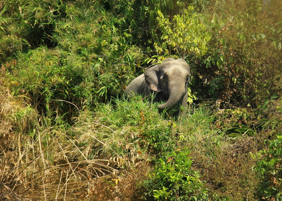 Elefante asiatico nell’ambiente naturale di Inani presso Cox's Bazar