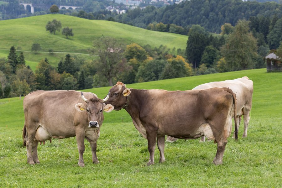 Mucche al pascolo nell’Appenzellerland