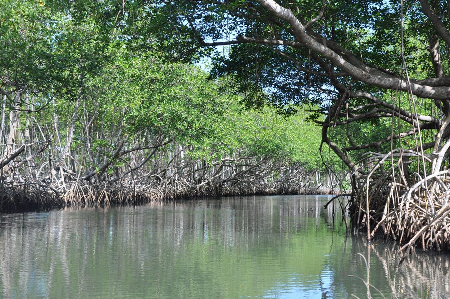 Fiume Caño-Hondo nel Parco nazionale Los Haitises nella baia di Samaná