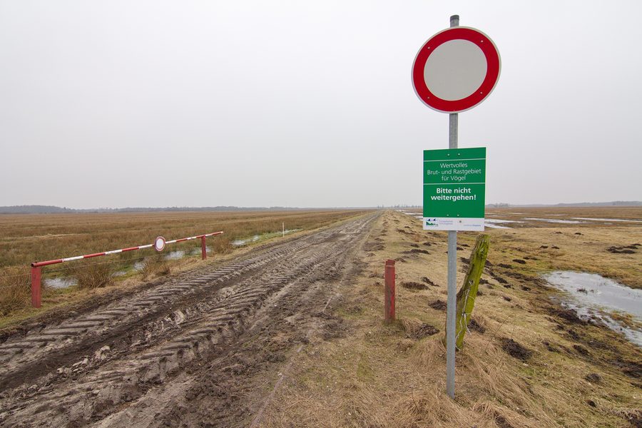 Area di torbiera Wietingsmoor nella riserva naturale Freistätter Moor