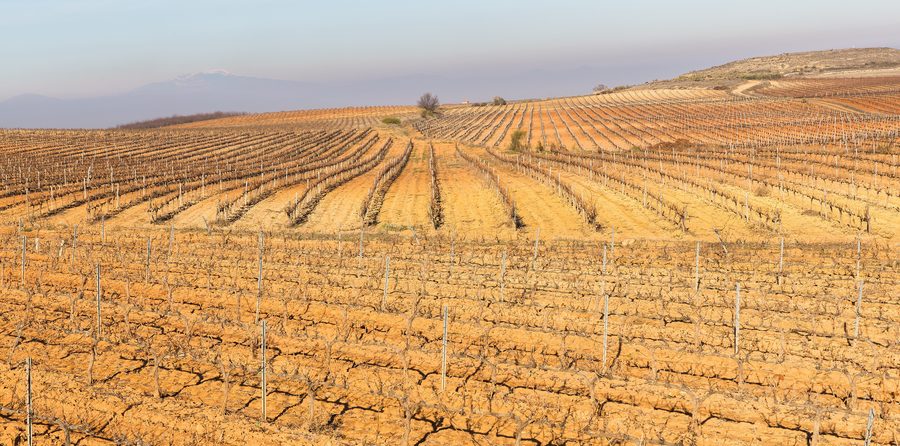 Campi di vigneti in inverno a Cariñena, Saragozza, Spagna