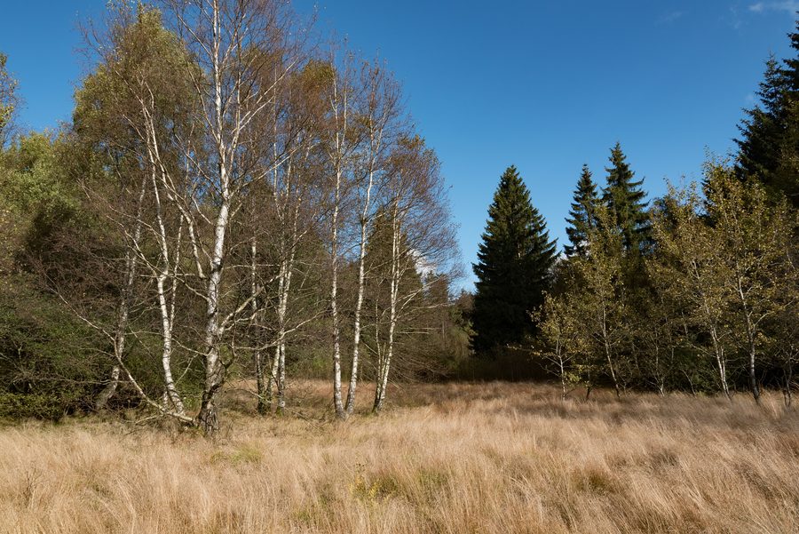 Torbiera nera nella Lunga Rhön