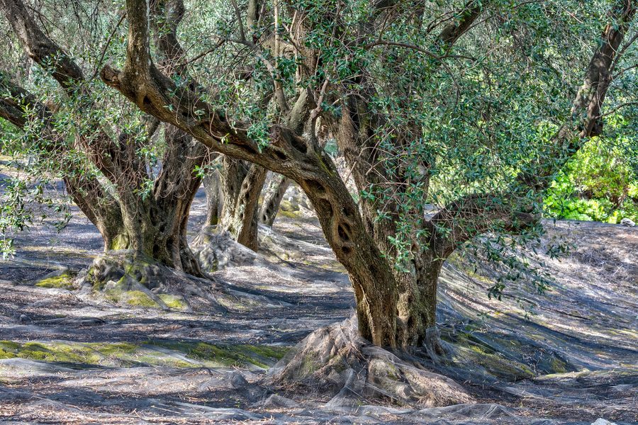 Oliveto presso Agii Douli a Corfù, Grecia