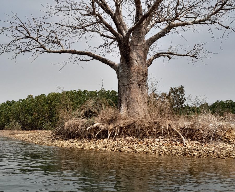 Paesaggio arboreo nel delta del Saloum