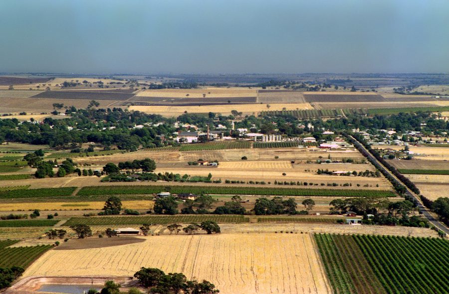 Vigneti nella Barossa Valley in South Australia