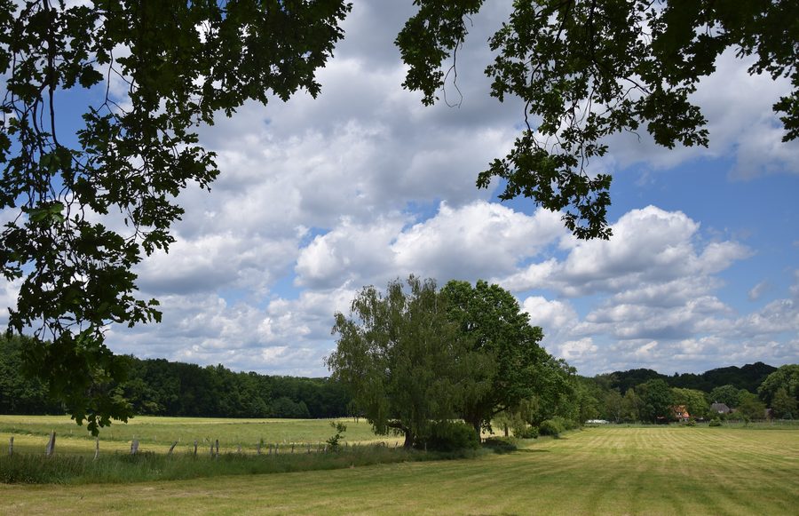 Prati a Wohltorf, Herzogtum Lauenburg, a giugno