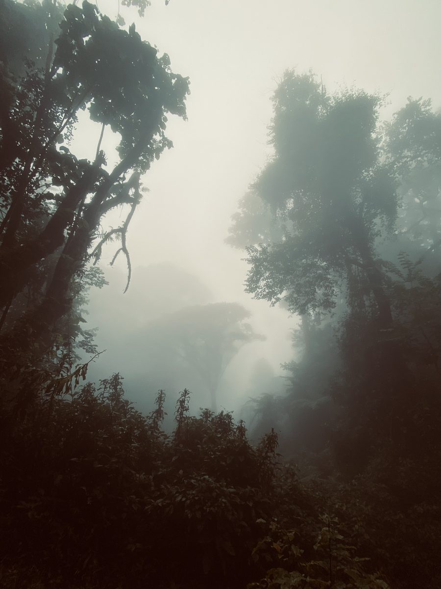 Paesaggio montano nebbioso