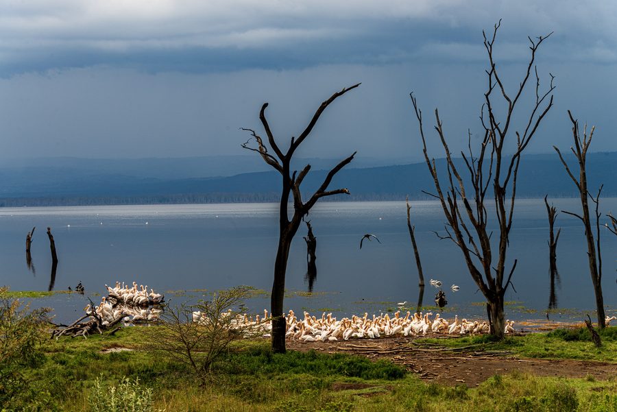 Pellicani sulla riva del Lago Nakuru in Kenya davanti a nubi di pioggia in arrivo