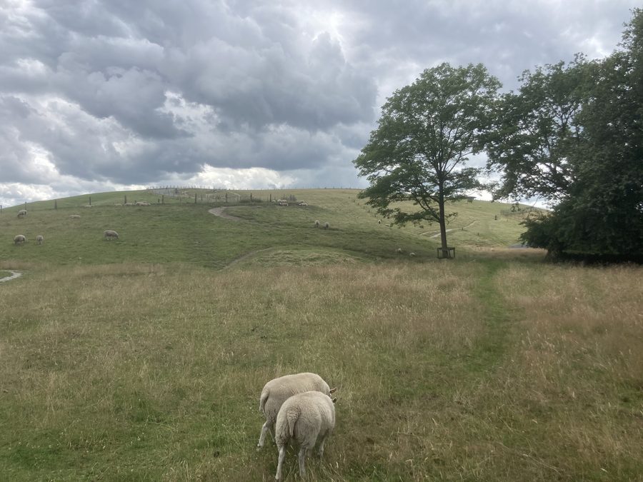 Paesaggio presso il VAMberg con l'Oude Diepje vicino a Drijber in Drenthe