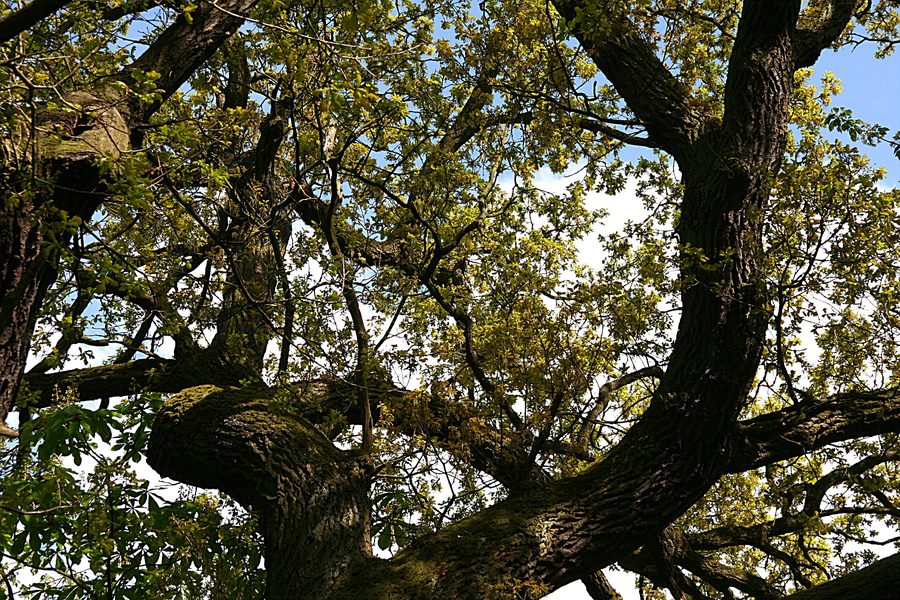 Quercia nella riserva naturale Karmelenberg presso Bassenheim