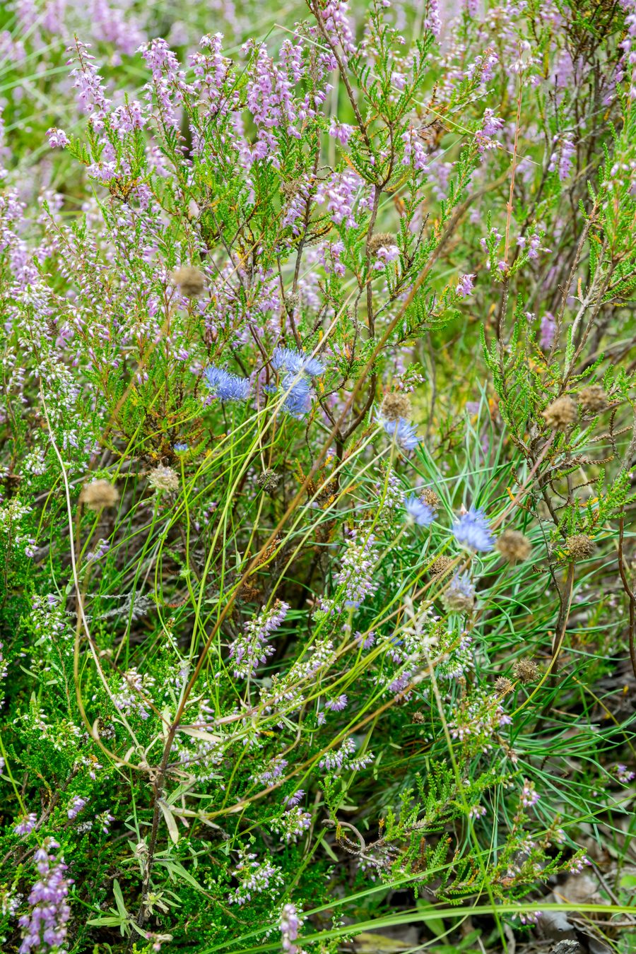Fioritura dell'erica nel campo dunale di Augustdorf nel distretto di Lippe